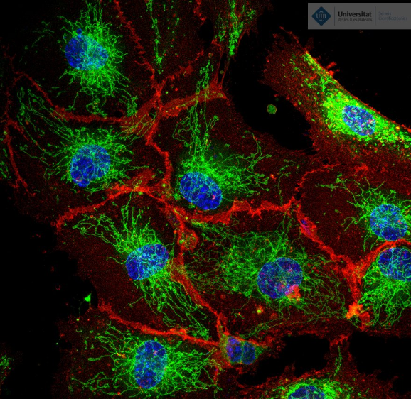 Confocal imatge 1
