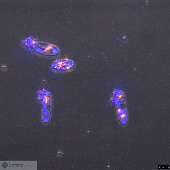 Confocal imatge 3